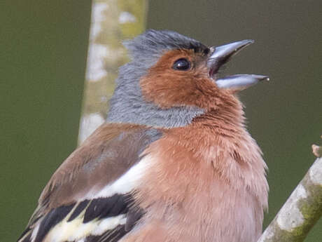 Sortie avec la maison de la nature - Les oiseaux de nos campagnes