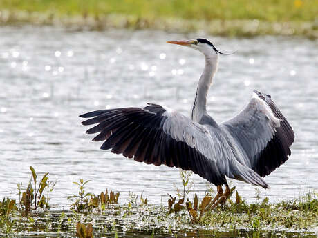 Sortie nature LPO: Les oiseaux du domaine du Léché