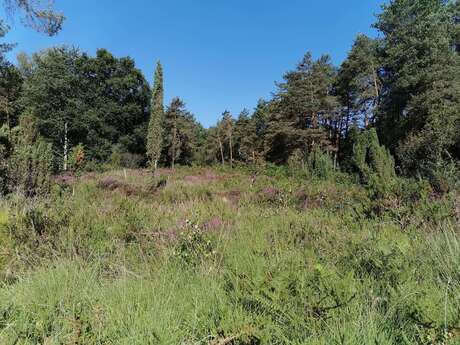 Atelier dessin sur la lande de Puycheny