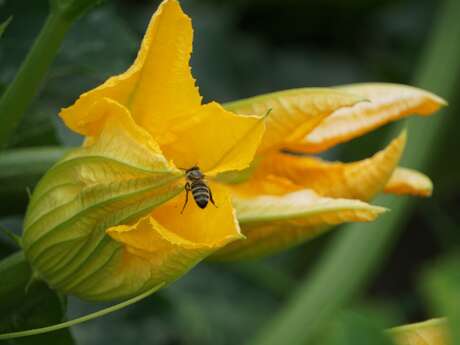 Visite des jardins de la ferme