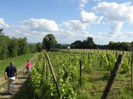Les Vignes