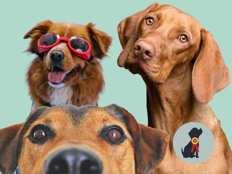 Concours canin amusant