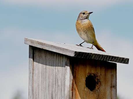 Atelier Brico'nature “Nichoirs à oiseaux”