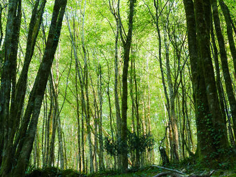 Parcours trail Les Eyzies n°4