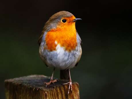 Oiseaux de nos campagnes