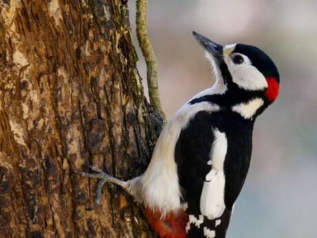 Sortie nature “Le bois des oiseaux”
