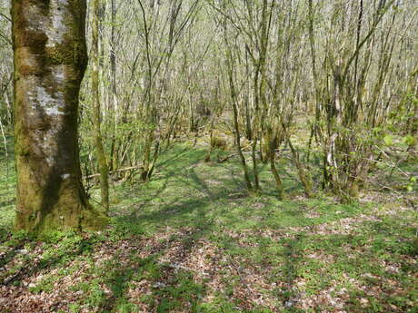 Sortie champignons à la forêt d'Epagne