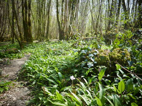 Enquête dans la forêt d'Epagne
