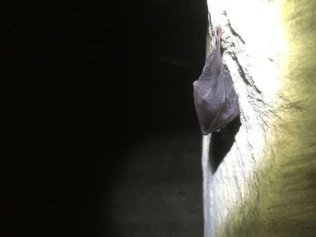 Nuit de la Chauve-Souris au viaduc de Rocherolles