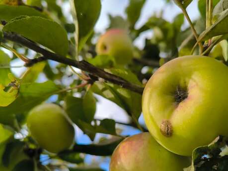 Domaine de la Haute Futaie
