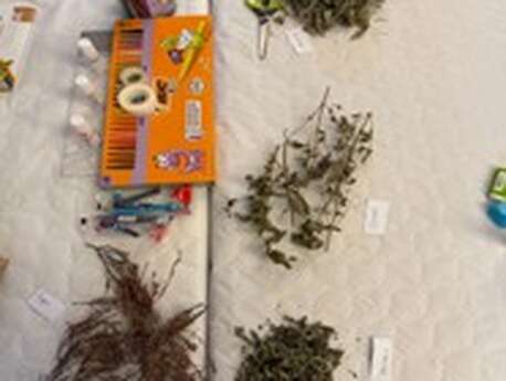 Atelier Plantes Médicinales