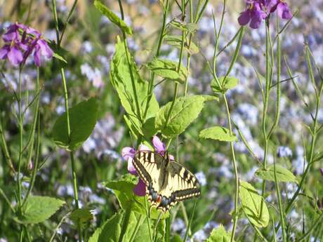 Se vois jusqu'au cœur, RDV aux Jardins