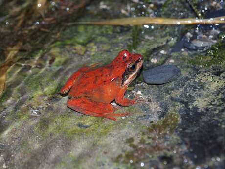 Conférence sur les mythes et légendes autour des amphibiens