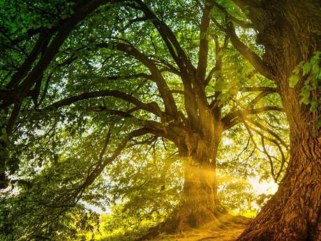 Atelier “Fresque de la biodiversité ”