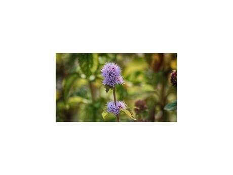 Sortie nature - Le Gave, rive végétale