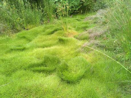 Fête de la Nature - Découverte de la tourbière des Sauvages