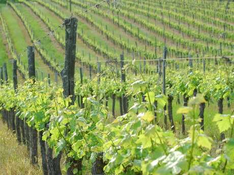 Balade en trottes électriques | Domaine du Siorac