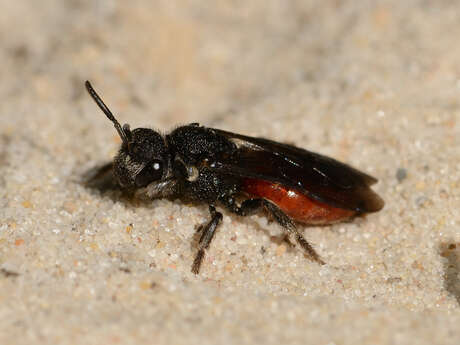 En quête des insectes pollinisateurs !