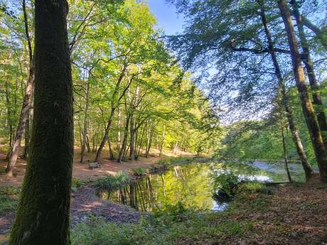 Forêt des Loges Forêt des Loges