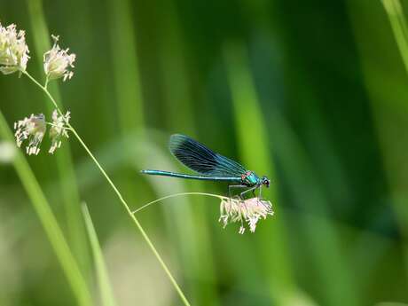 Sortie nature en famille - La vie aquatique