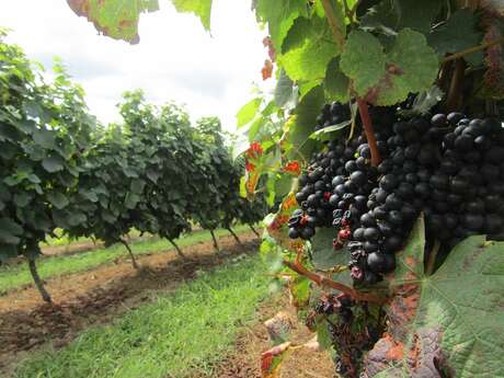 Trésor Gourmand : Rencontre dans les vignes avec un vigneron