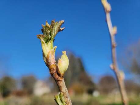 Atelier bourgeons