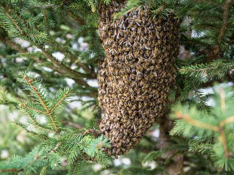 Journée d'initiation à l'apiculture
