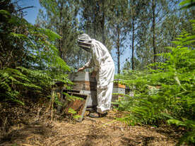 Des abeilles à la plage