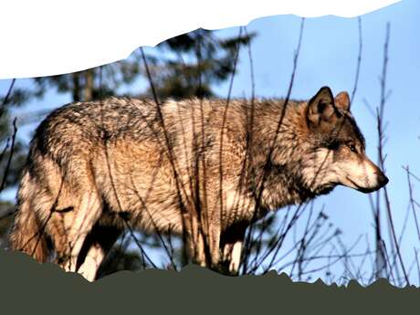 Exposition : il était passé par ici... le loup