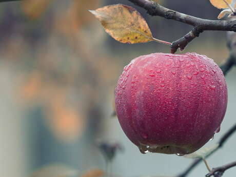 Fête de la pomme