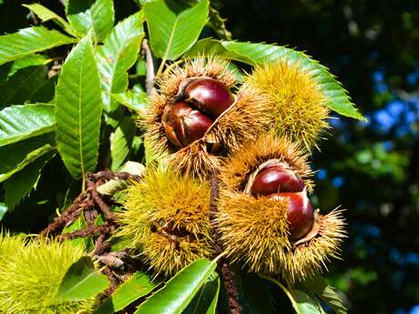 Journée Portes Ouvertes - Le châtaignier de l'arbre à l'assiette