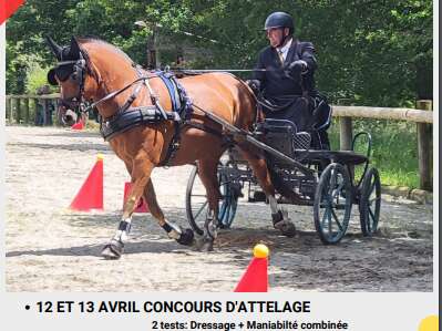 Les complices de l'attelage - Saison 2025 - Concours d'attelage - 2