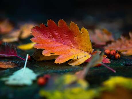 Fête de l'automne de la grainothèque