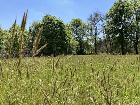 Découverte du milieu naturel de Bouricos