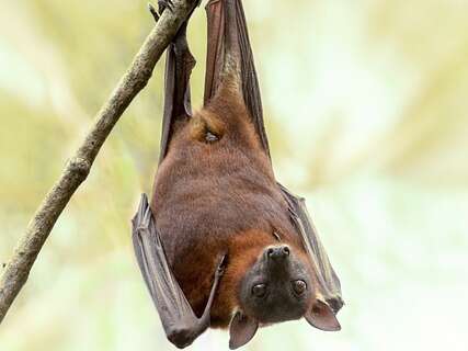 Le monde des chauves-souris