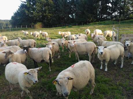 Viande d'agneau, volaille et porc gascon à la ferme Lacour de Bayerie