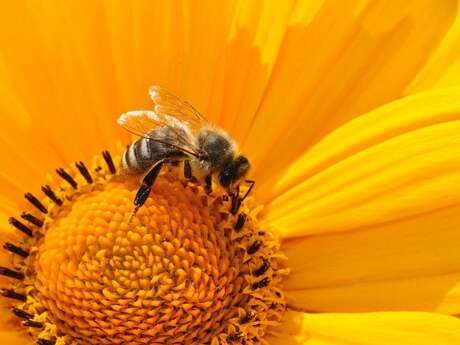 Parlons Nature : l'abeille sauvage, cette grande inconnue