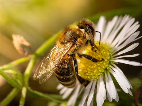 Eté actif | Le monde des abeilles | Lac de Gurson Eté actif | Le monde des abeilles | Lac de Gurson
