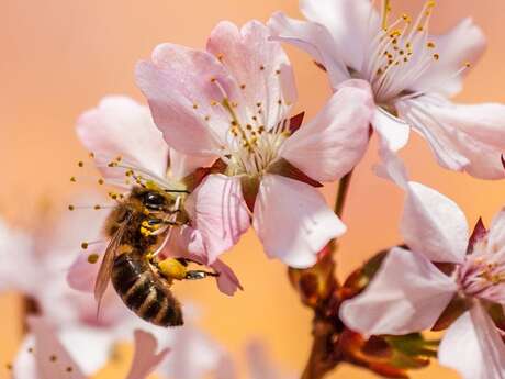 Les abeilles du Limousin