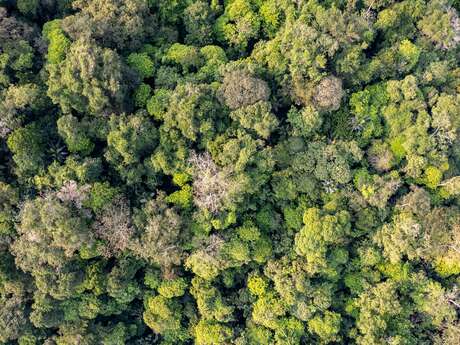 Sortie Nature : Gestion forestière durable illustrée