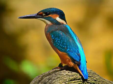 Eté actif | Oiseaux et compagnie | Lac de Gurson