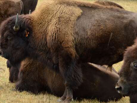 Portes ouvertes de l'élevage de bisons