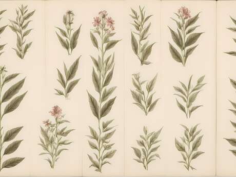 Atelier d'initiation à la botanique