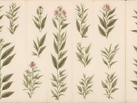 Exposition : Les herbiers d'Emilie Vast