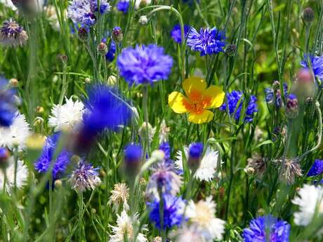 Vide jardin Vide jardin