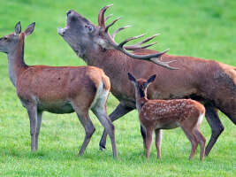 L'Appel du grand cerf