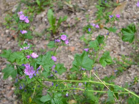 Fête de la nature : Découverte des spécificités  botaniques liées aux vestiges gallo- romains