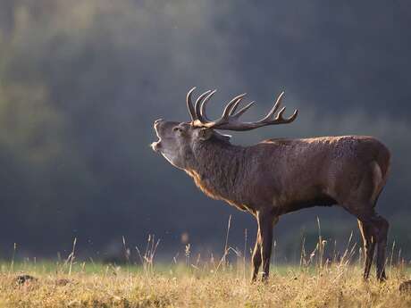 Sortie avec la maison de la nature - Brame du cerf