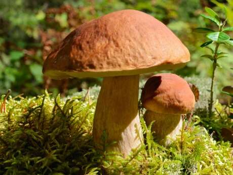 Champignons - Maison du Père Castor