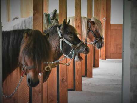 les P'tits cavaliers - animations vacances de Pâques